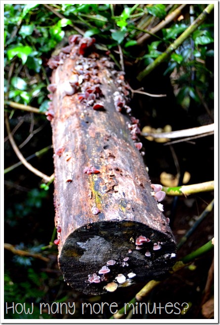 Dorrigo National Park | How Many More Minutes?