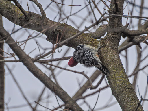 Nature Preserve «Hidden Oaks Conservation Area», reviews and photos, 419 Trout Farm Rd, Bolingbrook, IL 60440, USA