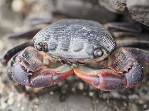 Nature Preserve «Fitzgerald Marine Reserve», reviews and photos, 200 Nevada Ave, Moss Beach, CA 94038, USA