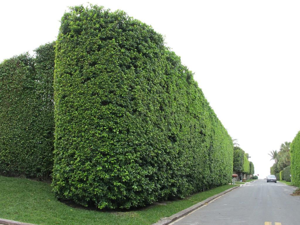fortress hedge, Palm Beach