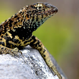 Española, Galapagos