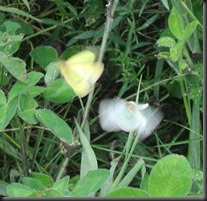 Sulphur and a White flying,  they look like Faries