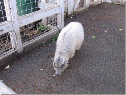 IMG_0235 Pygora Goat at the Oregon Zoo in Portland, Oregon on November 10, 2009