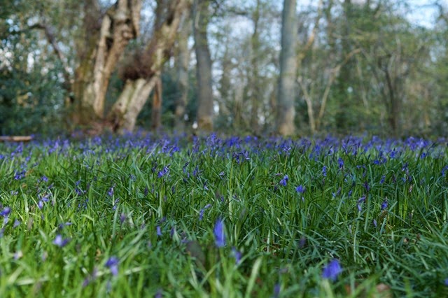 bluebells in the woods in spring