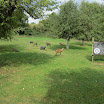 023-2015-09-04-Collenberg.JPG