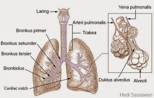 bagian-bagian paru-paru