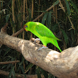 A lorikeet at the Nashville Zoo 09032011e