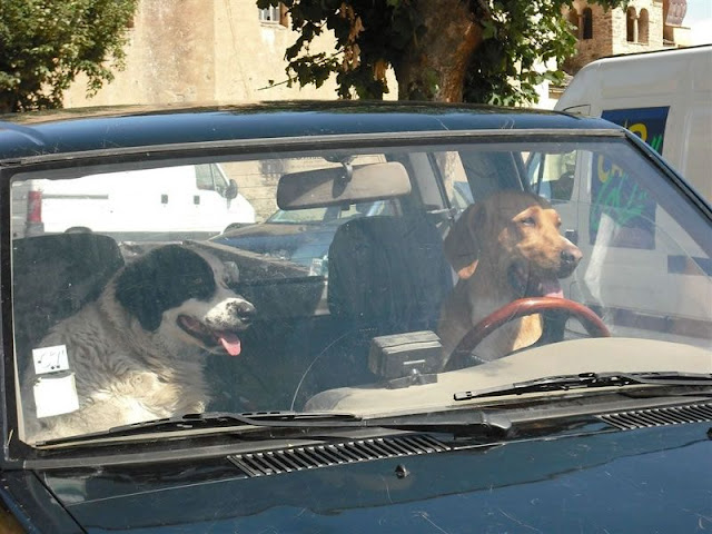 0050 en Corse les chiens roulent en 4x4_JPG.jpg