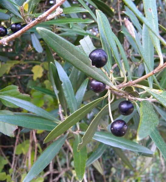 [Olea%2520africana%255B3%255D.jpg]