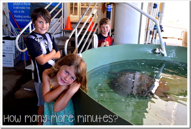 The Turtle Hospital at the Reef HQ Aquarium | How Many More Minutes?