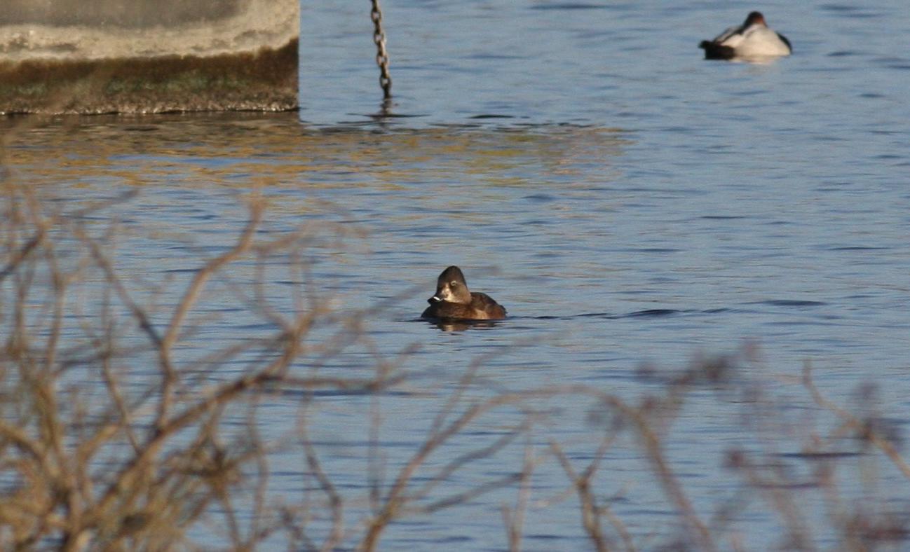 Female Ring necked Duck at