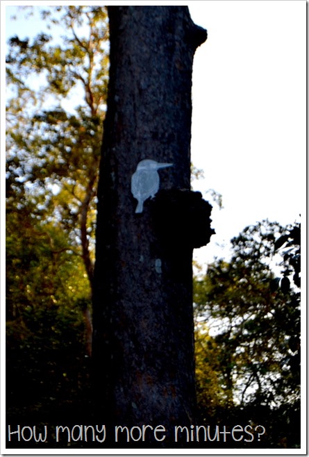 Platypus Viewing at Eungella | How Many More Minutes?