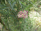 Fringed Twinevine 4/18