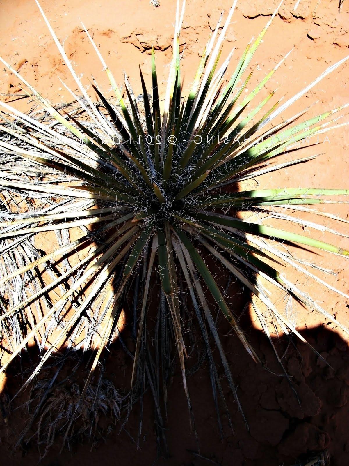 Arches National Park