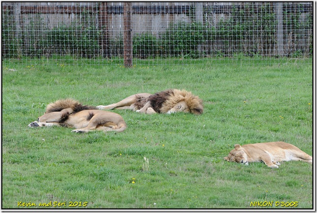 Yorkshire Wildlife Park - August