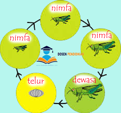 Metamorfosis tidak sempurna