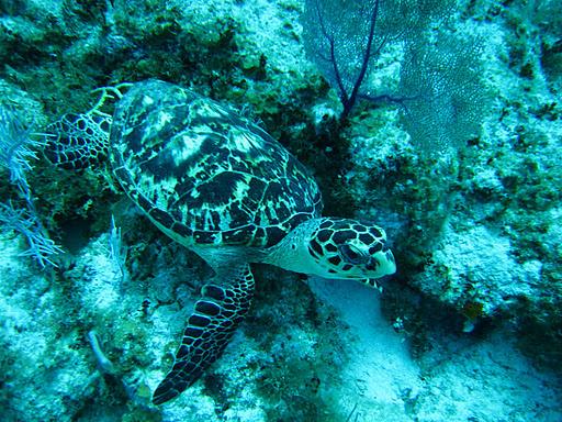 Grand Cayman Scuba