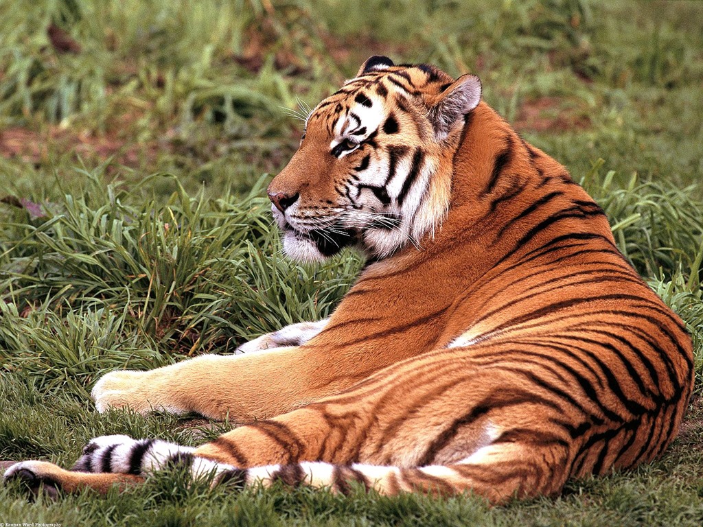 [Laid-Back_%2520Siberian%2520Tiger%255B6%255D.jpg]