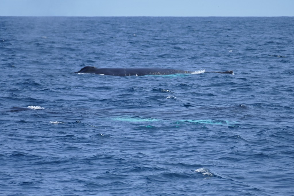 [nl_be_mb_humpbacks985.jpg]