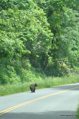 We spotted a bear!