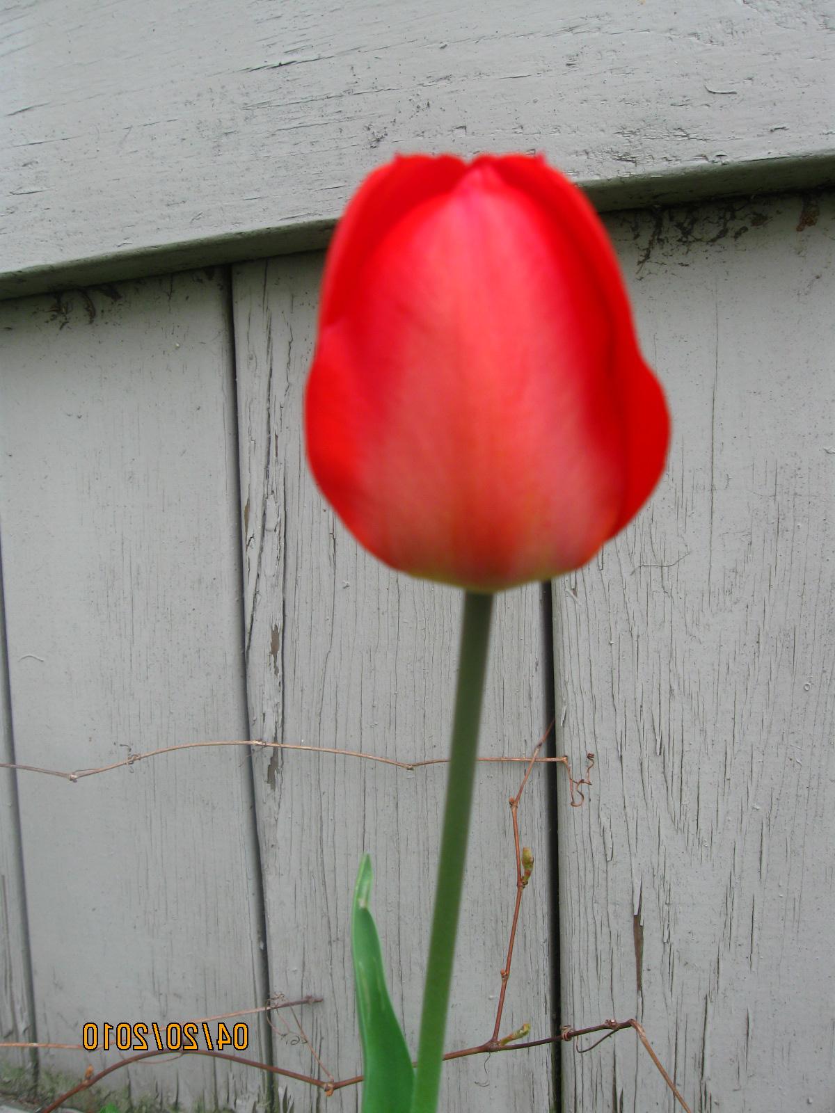 Red Tulips plus nice chairs