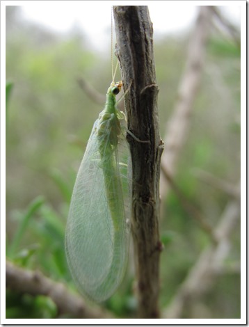 2015-03-04 Texas, Indianola - Green Lacewing Bug (4)