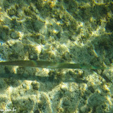 Snorkel na Isla del Carmen - Loreto -   BCS, México