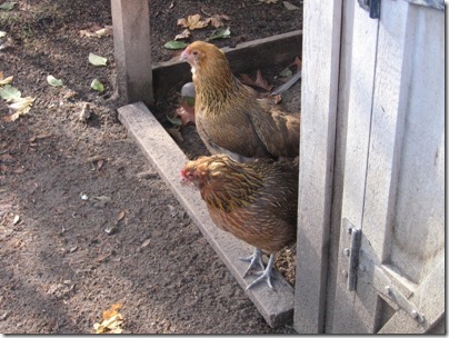 IMG_0238 Chickens at the Oregon Zoo in Portland, Oregon on November 10, 2009