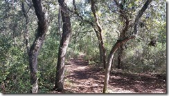 Beginning of trail at Lake Proctor