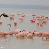 Flamingos na Ria de Celestun, México