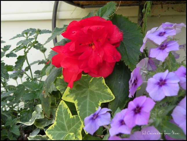 Red, white and blue flowers at Chickadee Home Nest