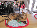 Macho says, "I love grandma's decorations." 12/5/10