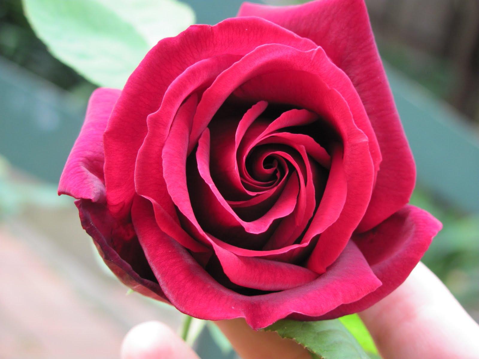 I want to EAT this rose ,