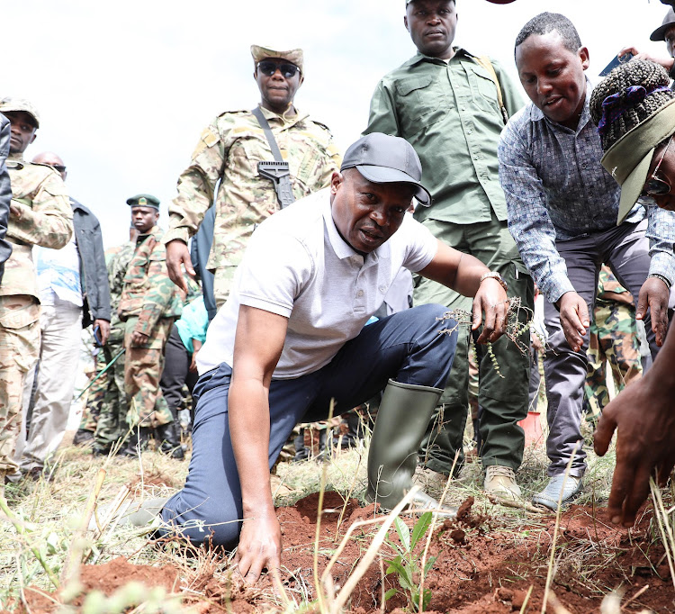 Interior CS Kithure Kindiki planting a tree during national tree planting day in Saku, Marsabit County on May 10, 2024.
