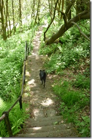 19 descending footpath back to H Bridge