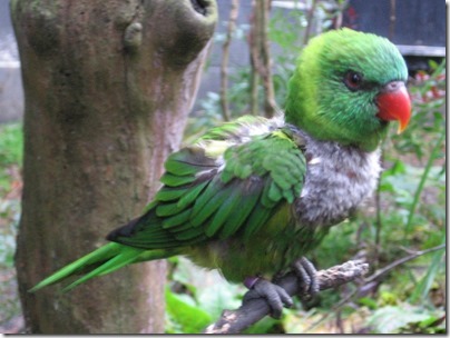 IMG_0513 Lorikeet at the Oregon Zoo in Portland, Oregon on November 10, 2009