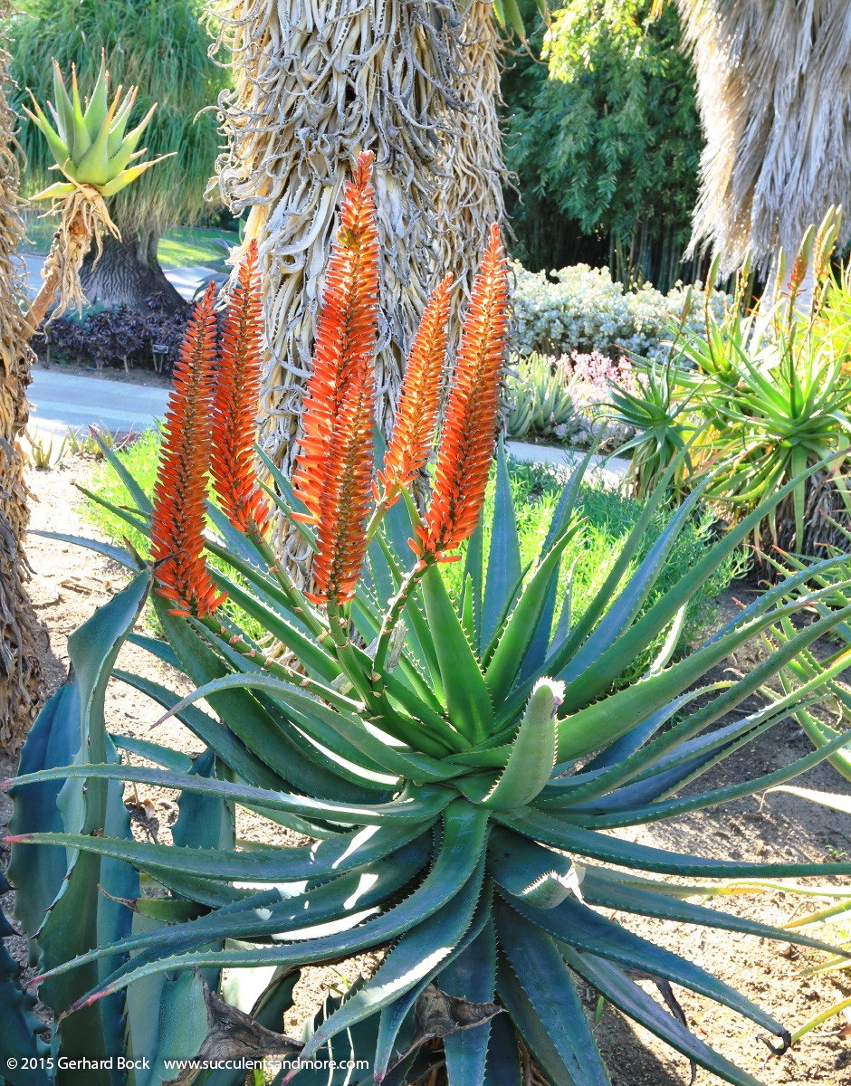 [141227_Huntington_0262_Aloe-ferox-x-microstigma%255B2%255D.jpg]