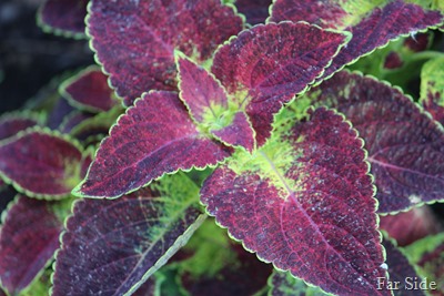 Coleus