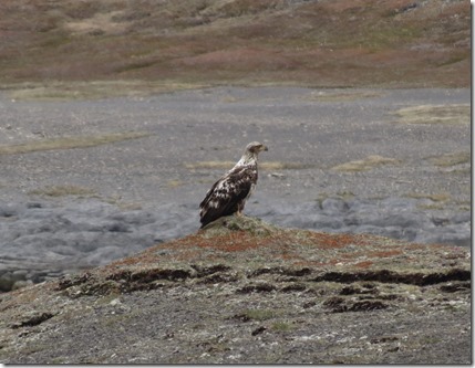 nl_sa_cape_norman_bald_eagle