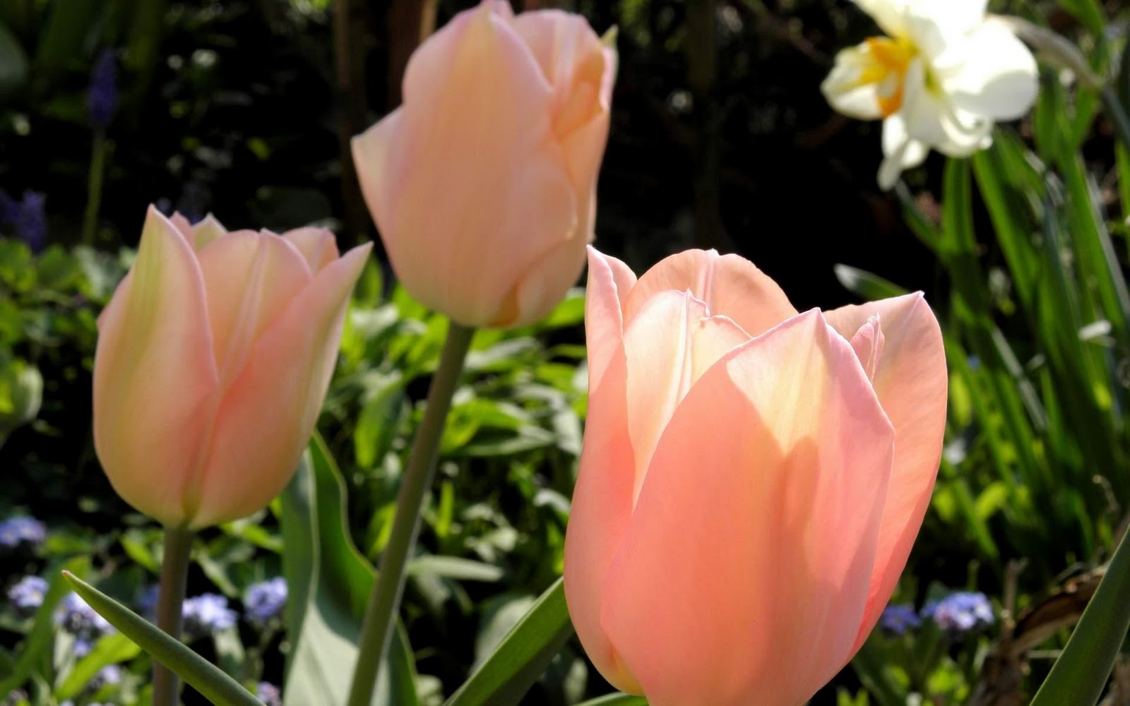 Lovely Pink Tulip Flowers