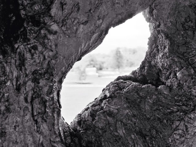 View through a tree