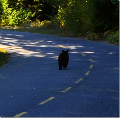 Riley Creek Bear 2 Closeup