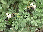 Unidentified white flowers, 4/18