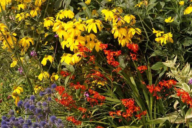 flowers at Dalemain in September