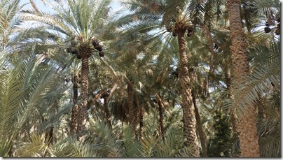 date palms in the oasis