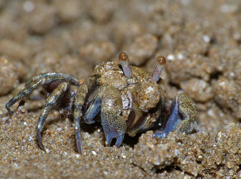 sand-bubbler-crab-16