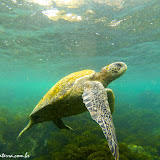 Snorkel no Devil´s Crown - Floreana - Galápagos