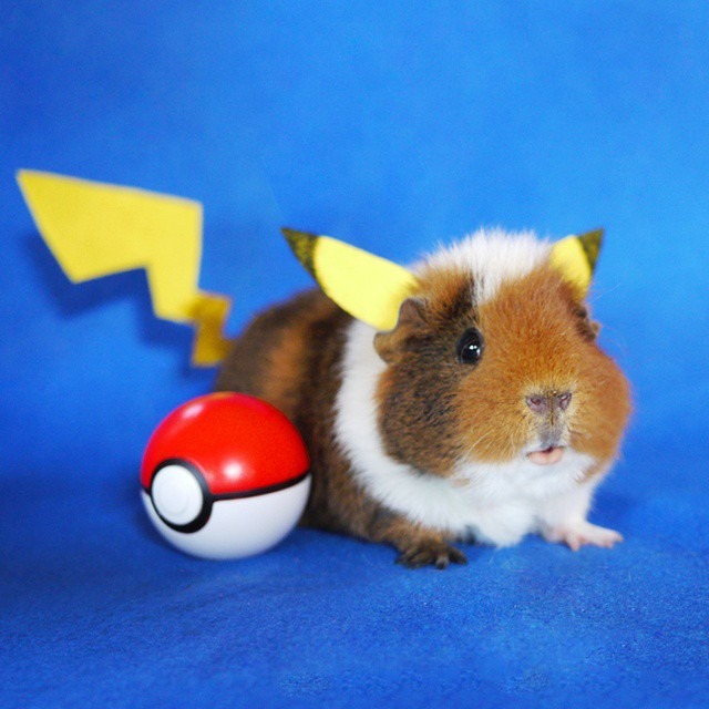 [Pikachu%2520Cosplay%2520by%2520Fuzzberta%255B3%255D.jpg]