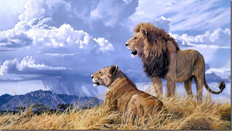 picture-of-lions-wallpaper