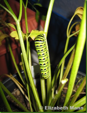 caterpillar 4